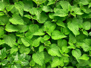 green nettle foliage texture, nettle leaf nature background