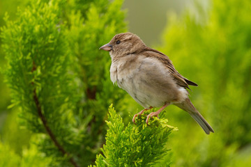 sparrow on a brance