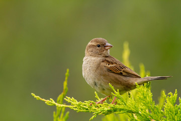 sparrow on a brance