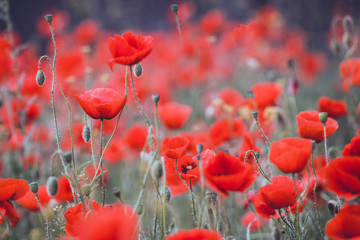 the poppies field