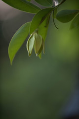 Ylang Flowers Artabotrys Siamensis, Thai Flower (Gadung Nga)
