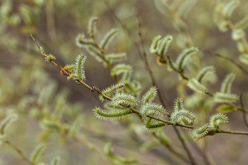 Salix purpurea (purple willow, purpleosier willow, or purple osier) is a species of willow native to most of Europe. Purple willow catkin, Salix purpurea
