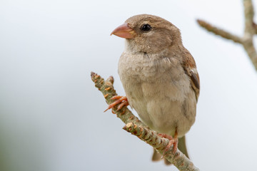 sparrow on a brance