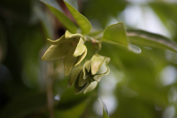 Obraz premium Ylang Flowers Artabotrys Siamensis, Thai Flower (Gadung Nga)