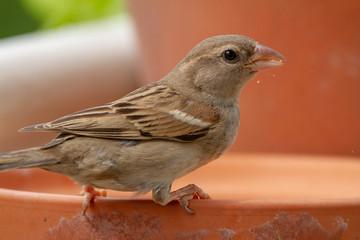 a sparrow while eating 