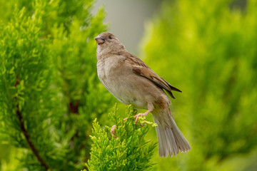 sparrow on a brance