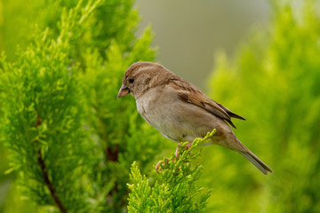 sparrow on a brance