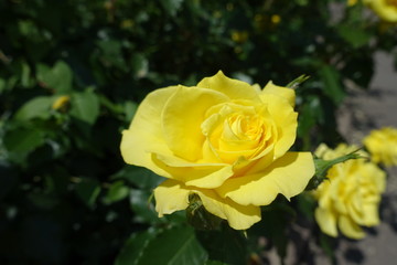 Bright yellow flowers of rose in the garden in May