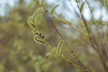 Salix purpurea (purple willow, purpleosier willow, or purple osier) is a species of willow native to most of Europe. Purple willow catkin, Salix purpurea