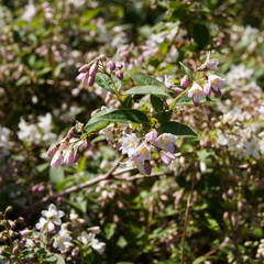 Deutzie grêle (Deutzia gracilis) aux feuillage vert franc, ovale et finement denté entre des grappes de fleurs retombantes blanche et boutons floraux rose