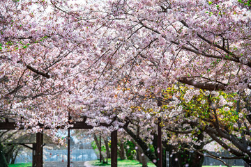 大貞総合運動公園の桜