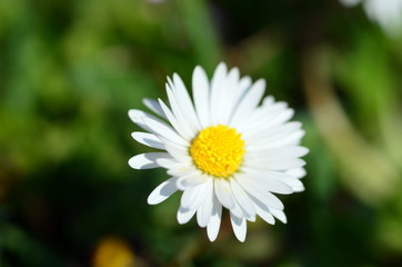 Einzelnes Gänseblümchen