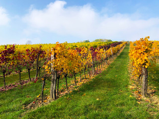 Vineyard in autumn on a sunny day