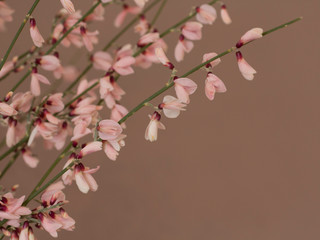 Spring flowers. mother's day card with copyspace greeting card 8 march