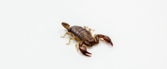 closeup of scorpion  with stinger and pincers isolated on white background