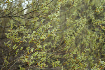 Obraz na płótnie Canvas Salix purpurea (purple willow, purpleosier willow, or purple osier) is a species of willow native to most of Europe. Purple willow catkin, Salix purpurea