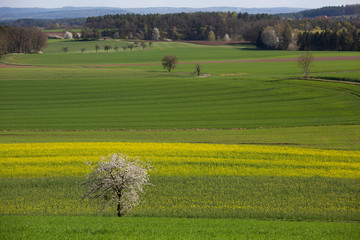 Beautiful Bavarian weather as the yellow rape begins to add colour to the countryside.