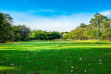 Green tree city prak meadow against blue sky