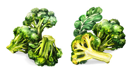 Broccoli set. Hand drawing watercolor on white background. Can be used for decoration of cards, stickers, encyclopedias, menus.