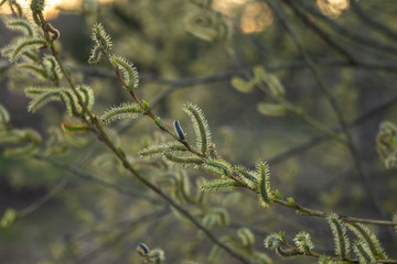 Salix purpurea (purple willow, purpleosier willow, or purple osier) is a species of willow native to most of Europe. Purple willow catkin, Salix purpurea