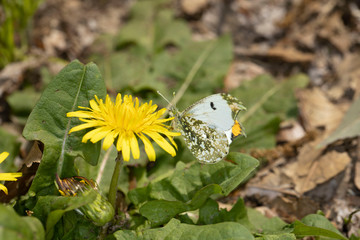 タンポポにとまるツマキチョウの雄