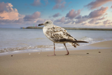 Seagull standing on the beach in Kołobrzeg.