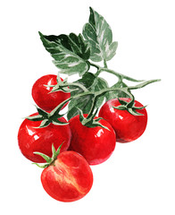 Сherry tomato. Hand drawing watercolor on white background. Can be used for decoration of cards, stickers, encyclopedias, menus and ingredients of dishes.