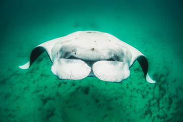 Manta ray swimming and doing backflips in the wild in clear turquoise water