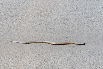 Rinkhals, Hemachatus heamachatus, slithering across a road in Golden Gate