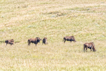 Fototapeta premium Black wildebeest, Connochaetes gnou, grazing in Golden Gate