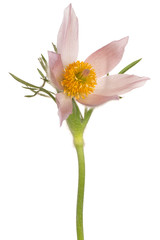pasque flower isolated