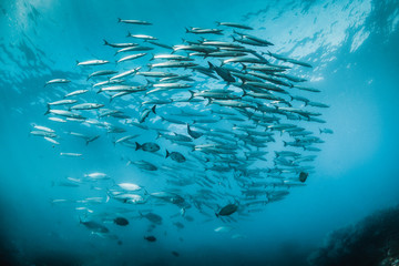 Fototapeta na wymiar School of pelagic fish swimming in clear water