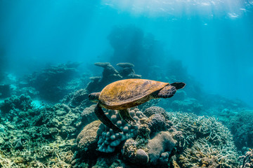 Fototapeta na wymiar Green turtle swimming around in the wild among colorful coral reef