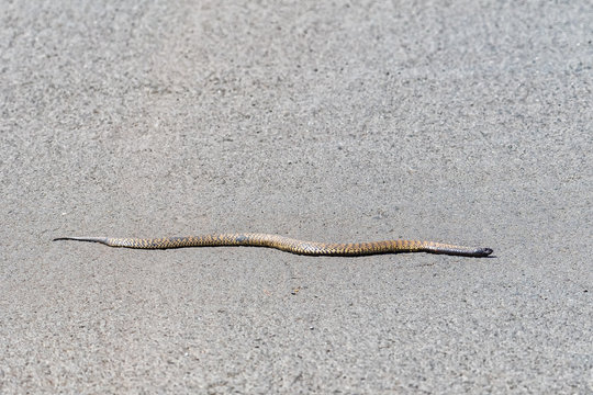 Rinkhals, Hemachatus heamachatus, slithering across a road in Golden Gate