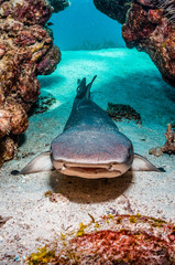 White tip reef shark resting under coral