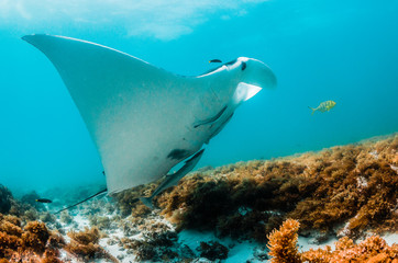 Manta ray swimming in the wild in clear turquoise water