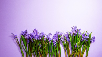 Overhead view of spring flowers on .purple background