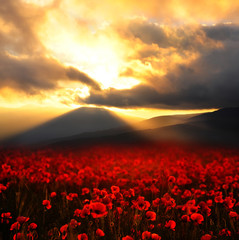 Plakat Field with red poppies flowers at sunset on the background of a mountain peak.