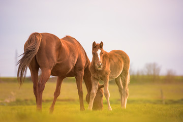 English Thoroughbred horse, mare with foal at sunset in a meadow. No people with copyspace.