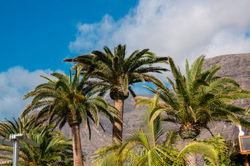 Fototapeta na wymiar palm trees at the resort on a background of mountains