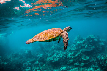 Obraz premium Green turtle swimming around in the wild among colorful coral reef