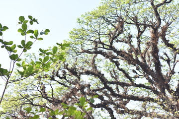 This is photo of nature. we love natural photo!