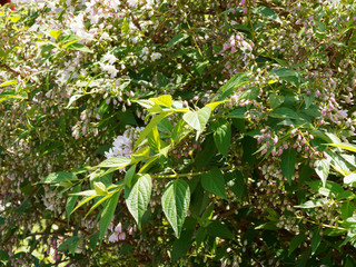Gros plan sur feuillage vert, finement denté et pointu du Deutzie grêle (Deutzia gracilis)
