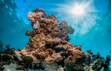 Colorful coral reef formations in clear blue ocean