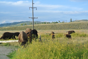 great bisons in Yellowstone 