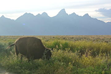 great bisons in Yellowstone 