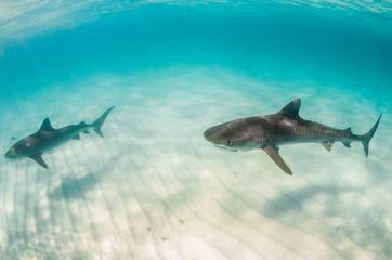 Fototapeta premium Tiger shark swimming over sandy sea bed