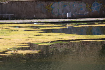 There is a lot of mud above the water of an abandoned pond. A small bird stands on it. Water reflects the bird