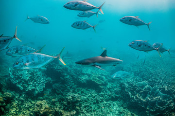 Fototapeta na wymiar Grey reef shark swimming through schools of fish over coral reef