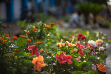 Obraz premium A bunch of vibrant colored flowers displayed in a market.